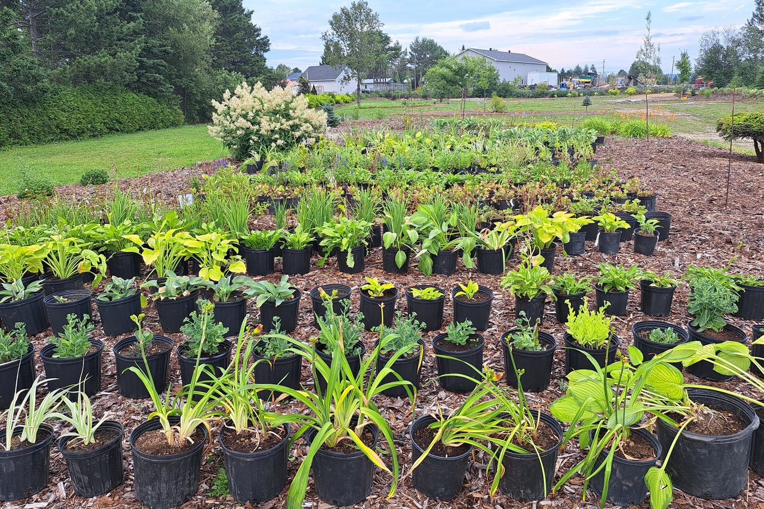 Une grande variété de plantes dans des pots et dans un parc lors d'une journée ensoleillé