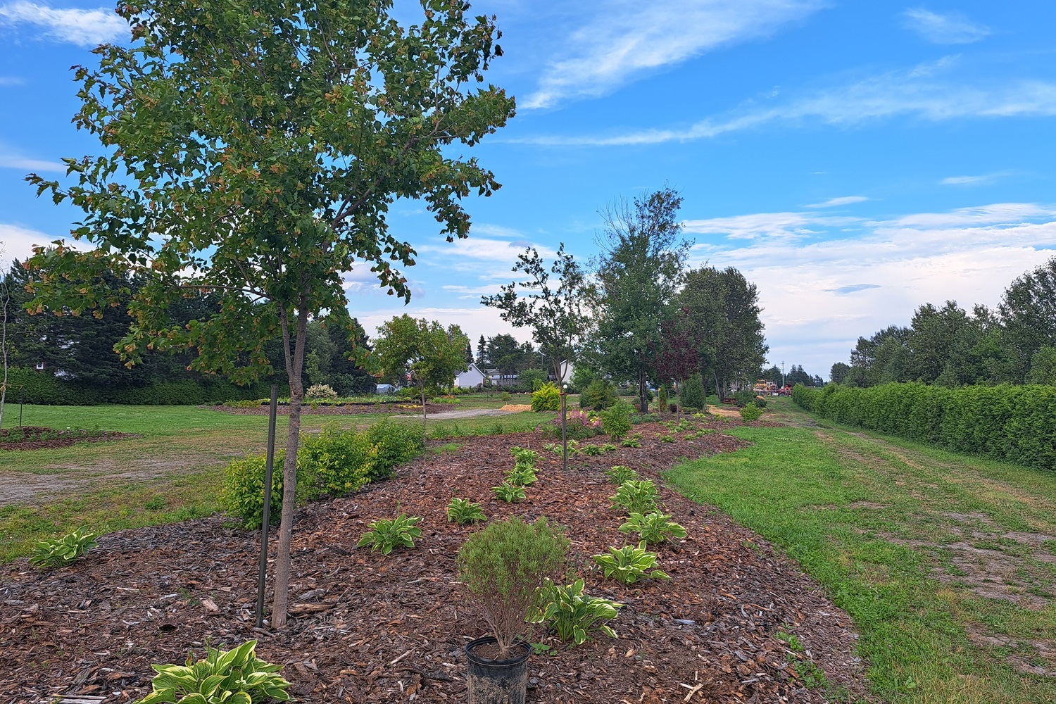 Des plantes, des arbres et un sentier dans un parc lors d'une soirée ensoleillée