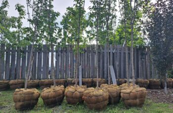 Six arbres de trois à quatre mètres non plantés dans le sol, côte à côté devant un clôture en bois gris