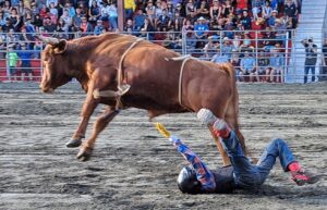 Homme étendu sur le sol à côté d'un taureau agité lors d'une compétition de rodéo