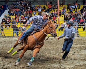 Deux comboys en action pendant l'échange du cavalier lors d'une compétition de rodéo