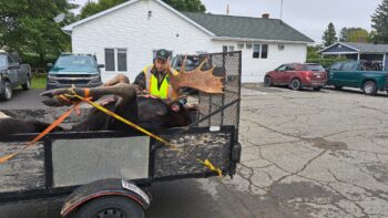 Un garde forestier prend les mesures de la tête d'un orignal mort.