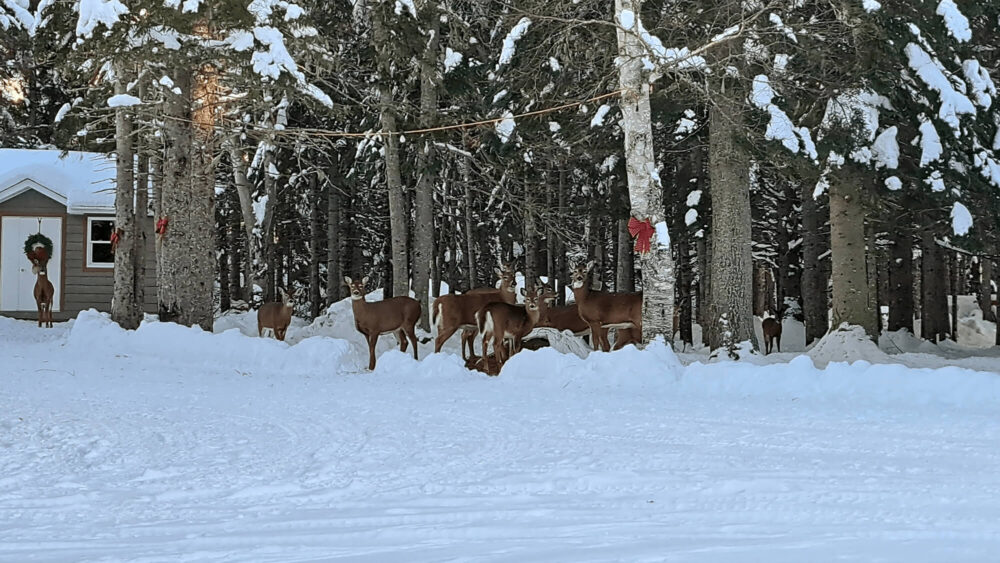 Un petit troupeau de chevreuils se nourrissent autour du balle de foins dans la cours d'une résidence dans une après-midi ensoleillée et ensevelie de neige.