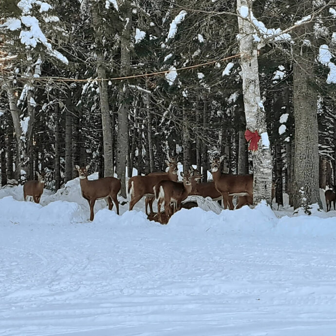 Un petit troupeau de chevreuils se nourrissent autour du balle de foins dans la cours d'une résidence dans une après-midi ensoleillée et ensevelie de neige.